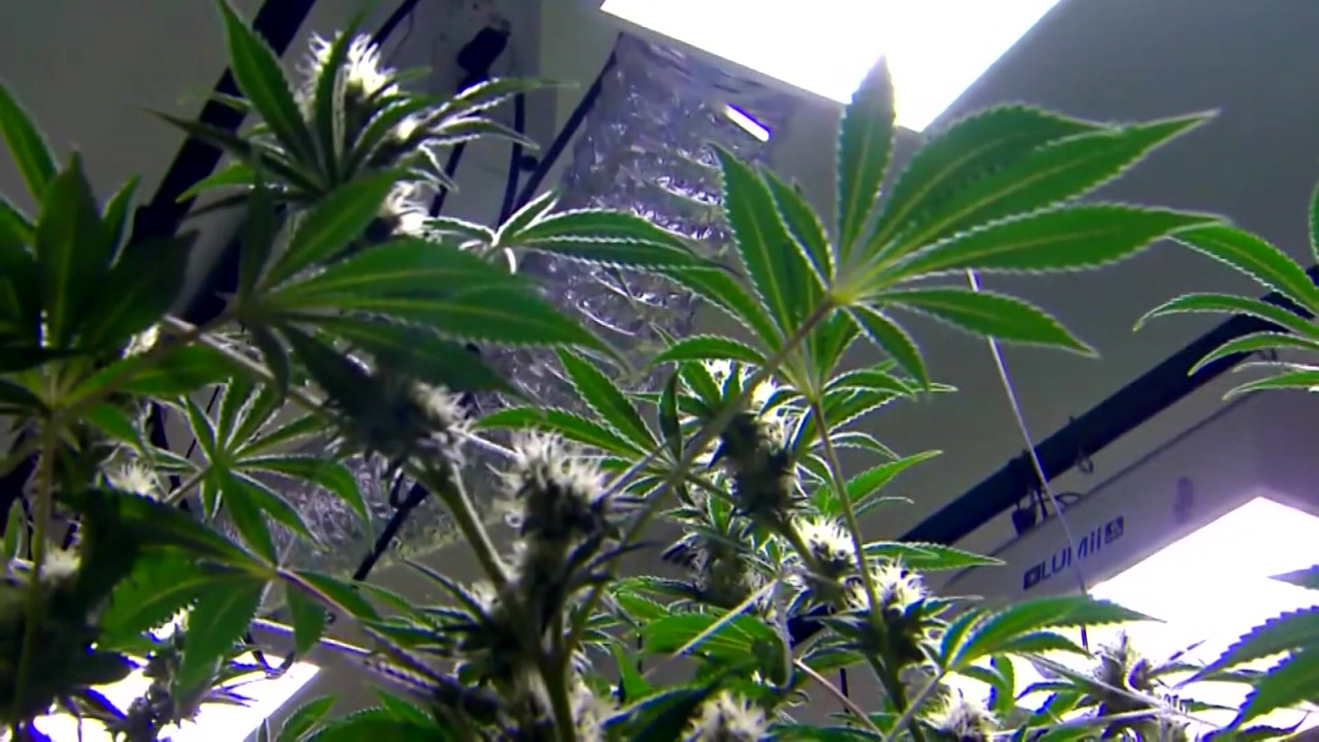 GOP unveils medical marijuana bill: Here’s what you need to know [Video]