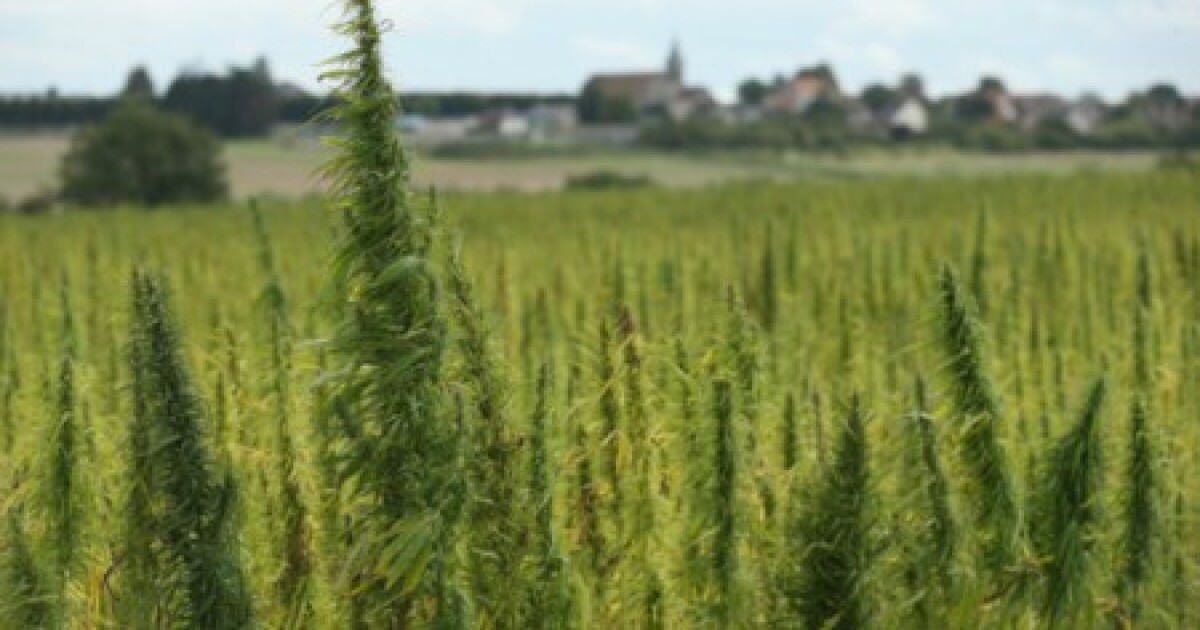 Hemp growers eye opportunity within medical marijuana legislation [Video]