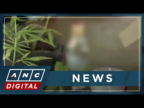 PH FDA Head open to approving permits for medical marijuana | ANC [Video]