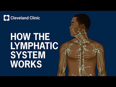 How Does the Lymphatic System Work? [Video]
