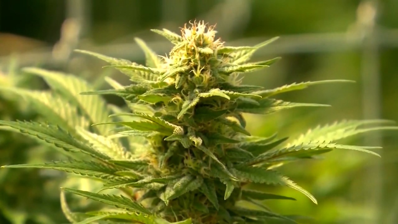 SC Senate passes medical marijuana bill, sends it to the House [Video]