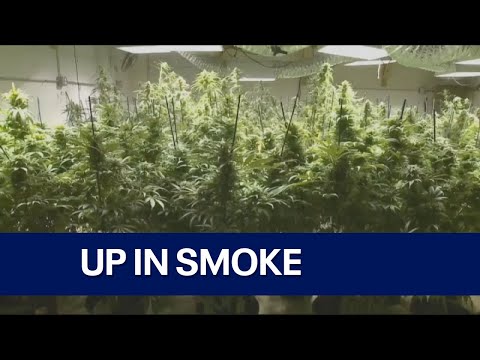 Wisconsin medical marijuana plan is dead, Republican leader says | FOX6 News Milwaukee [Video]
