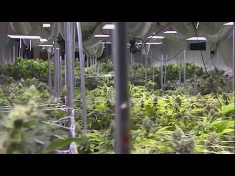 SC lawmakers move forward on medical marijuana bill [Video]