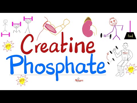 Muscle Creatine (NOT Creatinine) – Creatine Phosphate (Phosphocreatine), Creatine Kinase – Labs [Video]