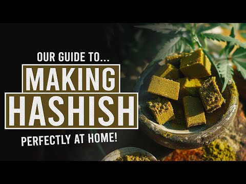 Make Perfect, Potent Hashish at Home! [Video]