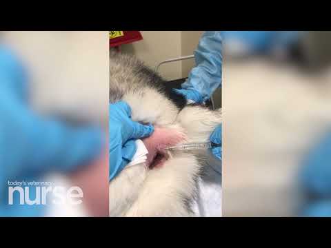 Electrochemotherapy injections in small animal medicine [Video]