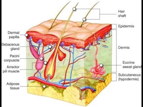 Integumentary System in human [Video]
