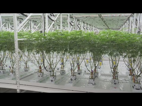 When could Ohio begin awarding licenses to sell recreational marijuana? [Video]