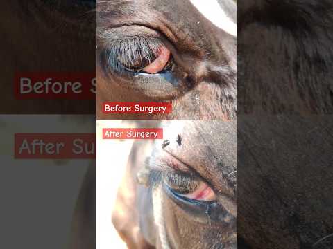 Surgical excision of Squamous cell carcinoma of third eyelid in Cattle 🐄 | #shorts Hurt heals [Video]