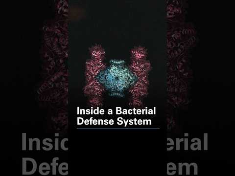 Inside a Bacterial Defense System [Video]