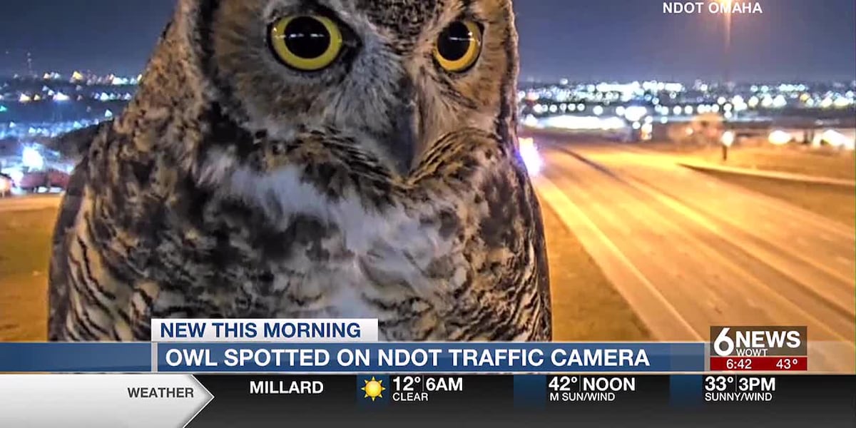 Owl spotted hanging out in front of NDOT camera in Omaha overnight [Video]