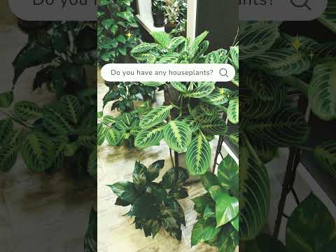 Health Benefits of Indoor Plants [Video]