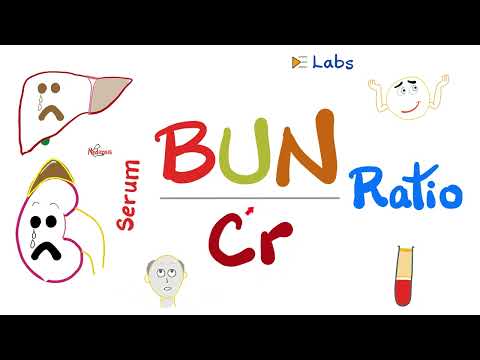 Serum BUN-to-Creatinine Ratio (BUN/Cr ratio) – Kidney Function Tests – Nephrology Labs [Video]