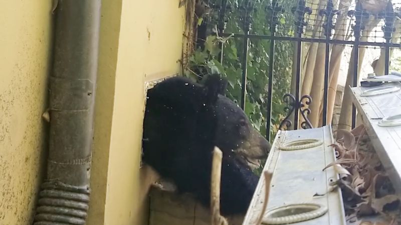 See bear crawling out of house vent [Video]