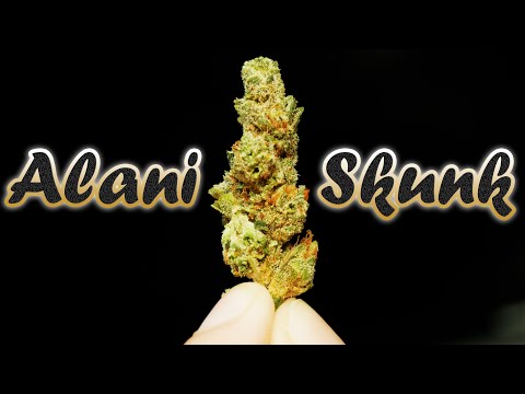 Alani Skunk Smalls from Curaleaf | Florida Medical Marijuana Strain Review by Randy Rhoads FL [Video]