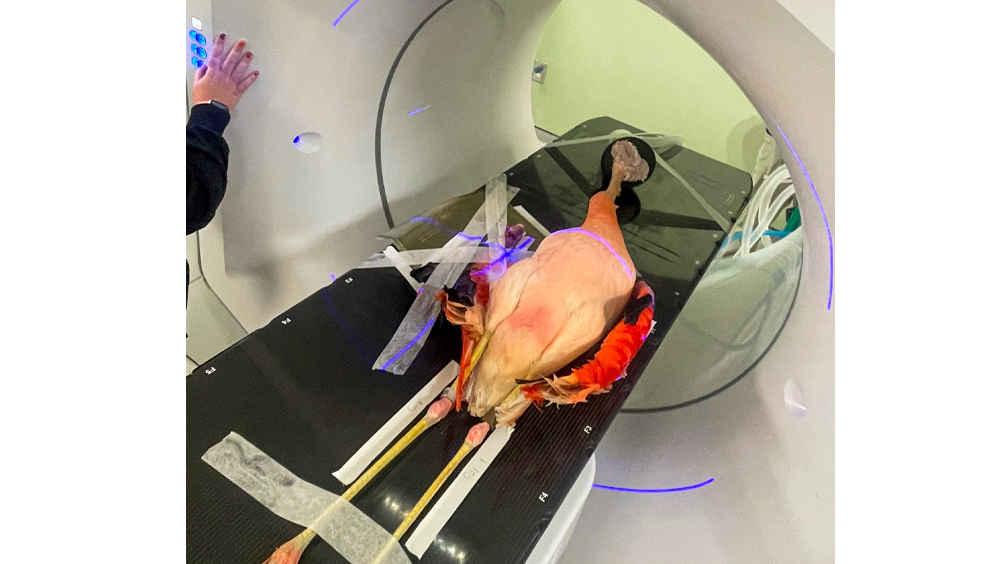 Zoo releases photos of flamingo cancer treatment [Video]