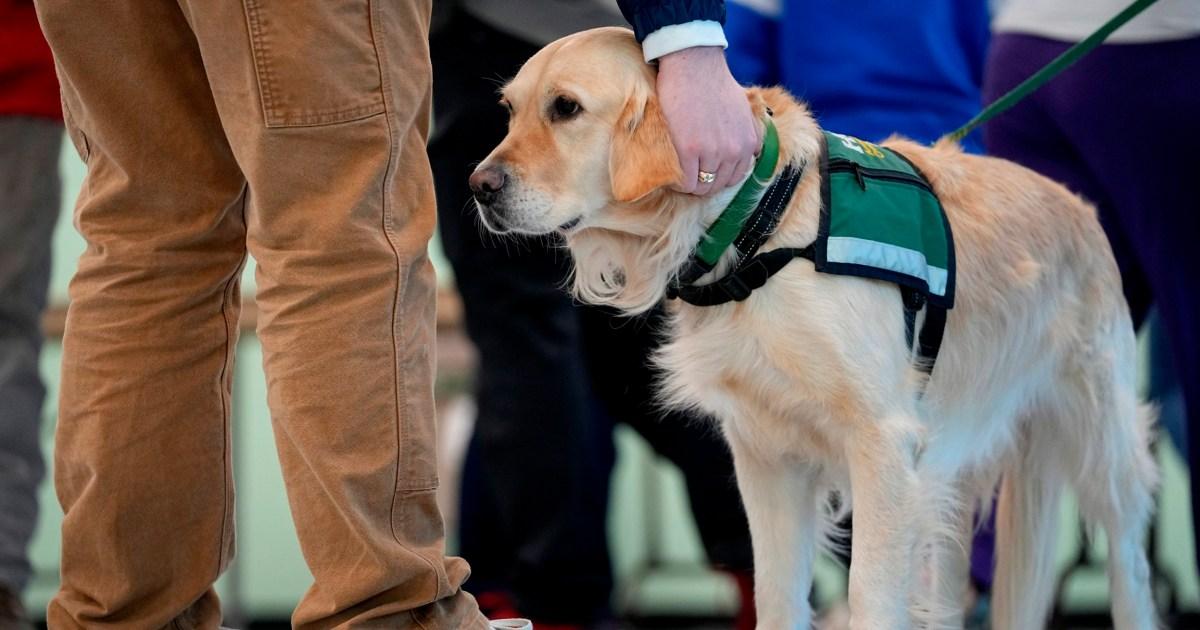 Need for therapy dogs ‘growing exponentially’ with death bed patients asking to be with them | UK News [Video]