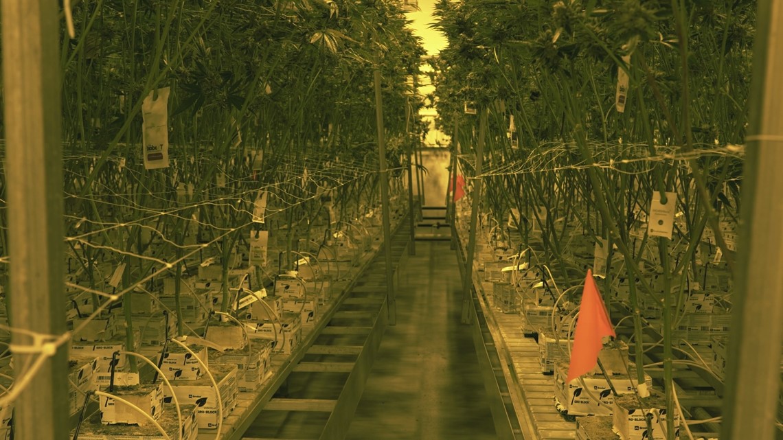 Beshear announces more proposed regulations for medical marijuana [Video]