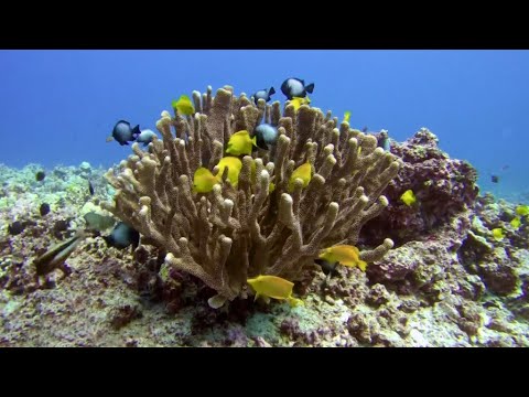 Widespread coral bleaching threatens more than undersea life [Video]