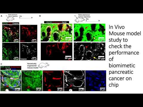 In-Vivo study to validate the pancreatic cancer response on chip. Part 2 #Code: 474 [Video]