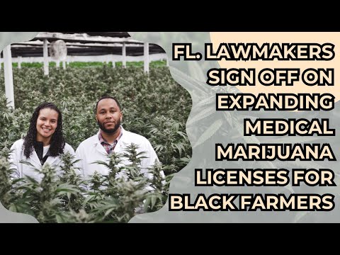 Inclusive decision: More medical marijuana licenses for Black farmers [Video]