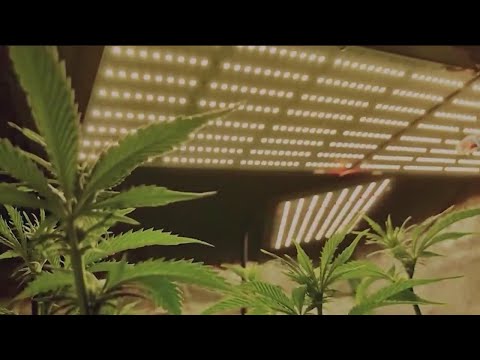 Marijuana pilot program scheduled for hearing in Kansas [Video]