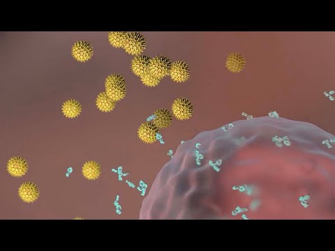 Understanding Allergic Reactions or Immediate Hypersensitivity [Video]