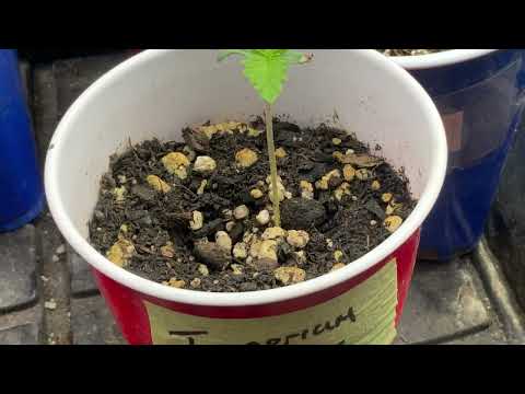 Imperium medical marijuana grow [Video]