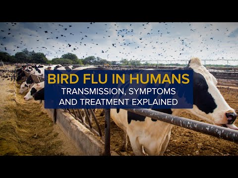 Bird Flu in Humans: Transmission, Symptoms and Treatment of Avian Influenza (H5N1) [Video]