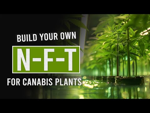 Using NFT for Perfect Cannabis Growth! [Video]