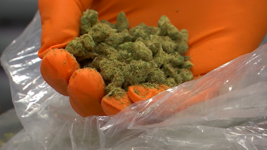 Governor approves medical marijuana protections for public sector employees [Video]