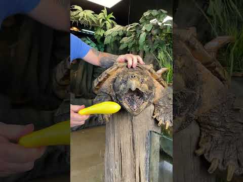 Giant Snapping Turtle Crushes Squash! [Video]