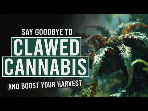 Say Goodbye to Clawed Leaves and Boost Your Cannabis Harvest! [Video]