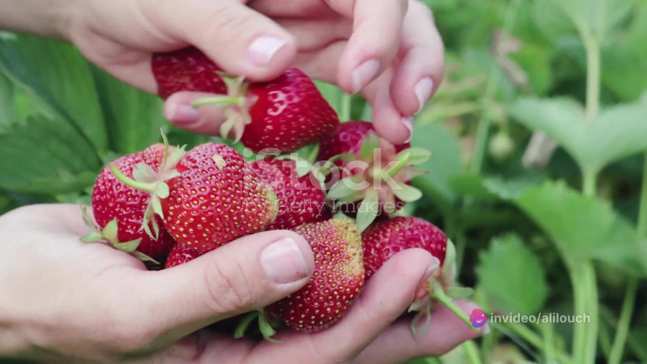 Strawberries: A Woman’s Secret to Health [Video]