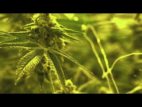 Timeline for medical marijuana in Kentucky pushed up; What to know [Video]
