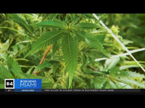 The future of marijuana: Where do Floridians stand on recreational pot [Video]