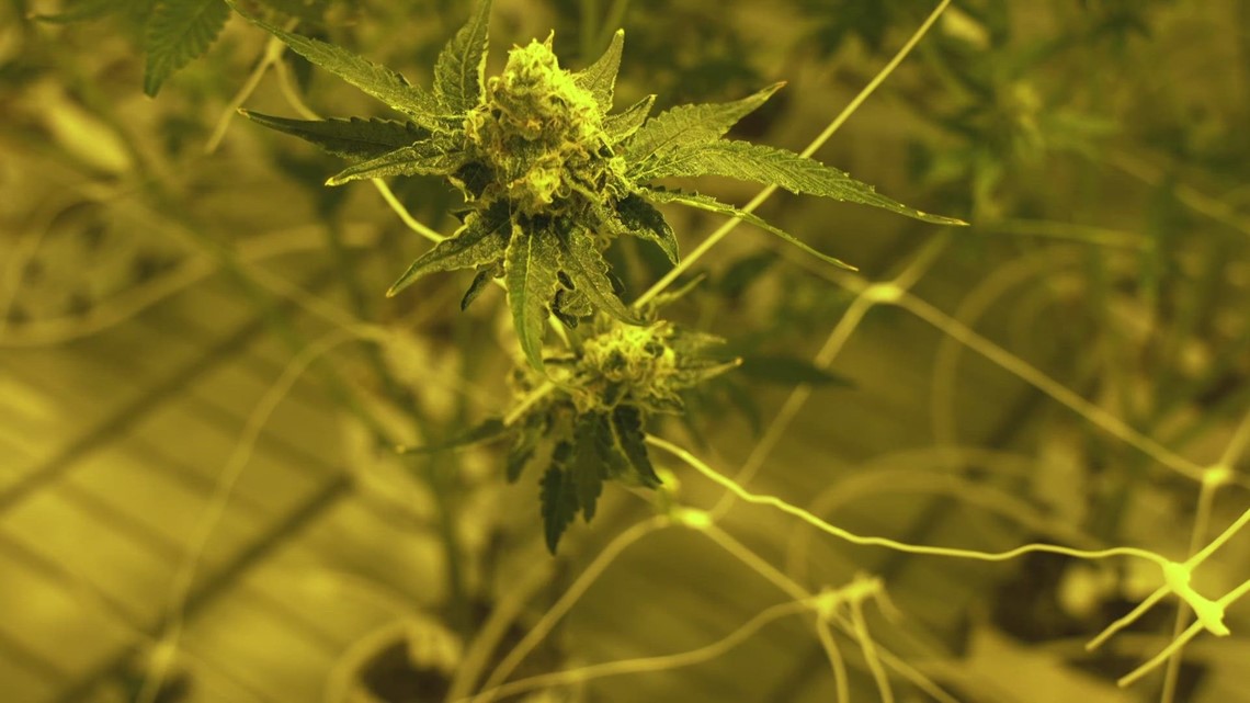 Kentucky is fast-tracking the business of medical marijuana [Video]