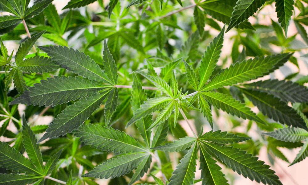 New Hampshire Lawmakers Weigh Medical Marijuana Expansion Bills Amid Recreational Legalization Debate [Video]