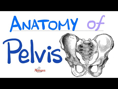 Anatomy of the Pelvis & Perineum – Quick Review – “in 90 Minutes” Series – Part 1 [Video]