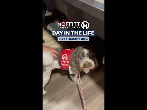 Day in the Life: Pet Therapy Dog [Video]