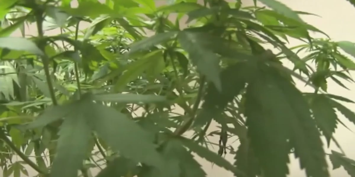 Could medical marijuana become legal in North Carolina anytime soon? [Video]