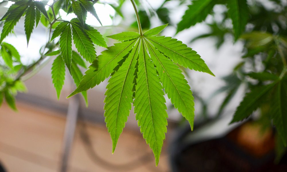 Kansas Senate Rejects Motion To Revive Medical Marijuana Legalization Bill [Video]