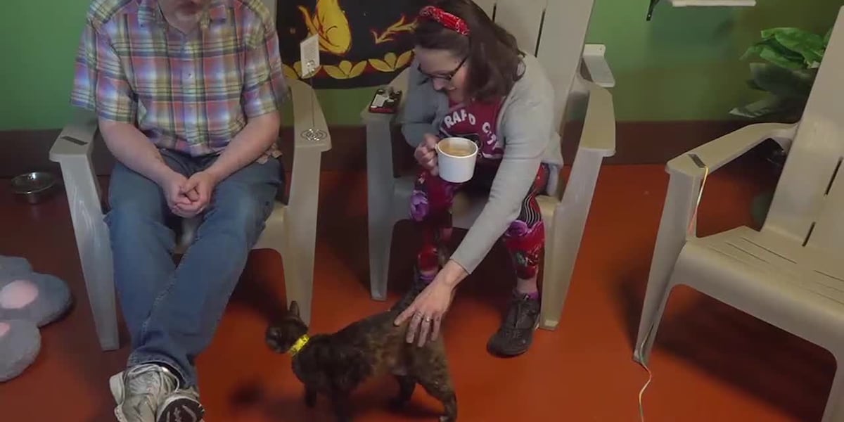 You can reserve a space in the “Kitty Kove” and adoptions are encouraged. [Video]
