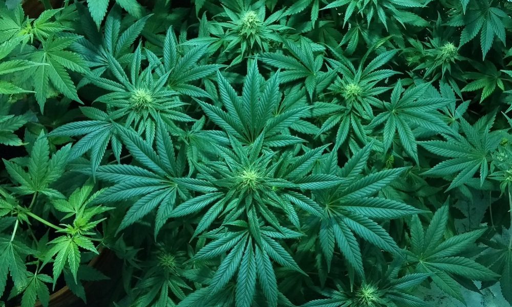 Top GOP North Carolina Senator Says Medical Marijuana Bill Could Be Merged With Hemp Regulations Measure As Compromise [Video]