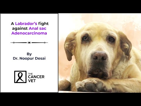 A Labrador’s fight against anal sac adenocarcinoma – Episode 48 [Video]