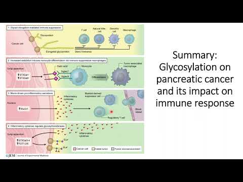 Glycosylation in pancreatic cancer cells and its impact on Immune Response #code: 514 [Video]
