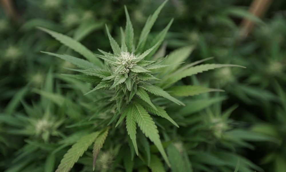 South Carolina Medical Marijuana Bill Won