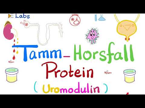 Tamm-Horsfall Protein (Uromodulin) – Urine casts – Kidney function tests – Labs [Video]