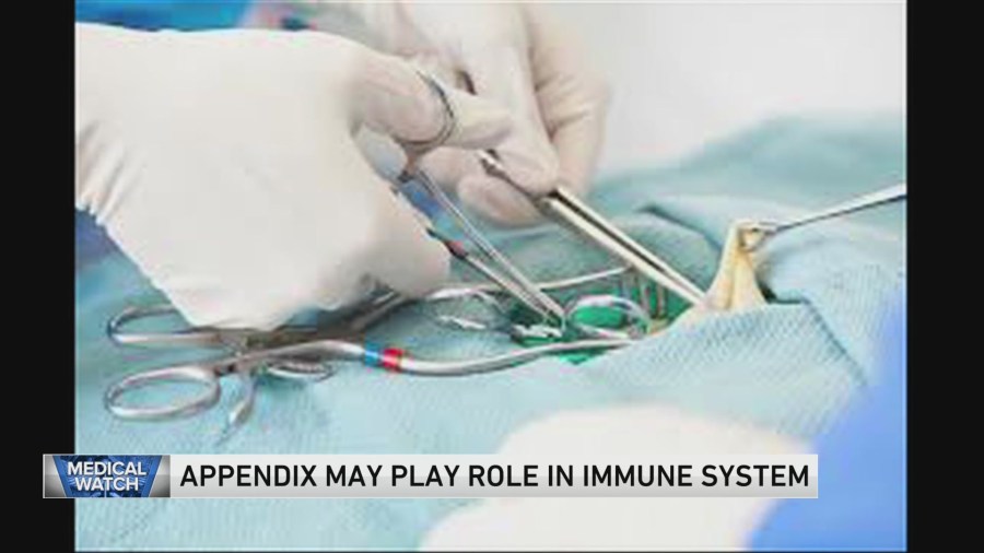 Appendix may play role in immune system  and more [Video]