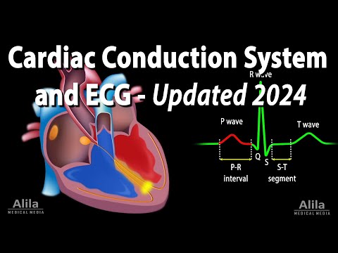 Cardiac Conduction System and Understanding ECG/EKG – Updated 2024, Animation [Video]